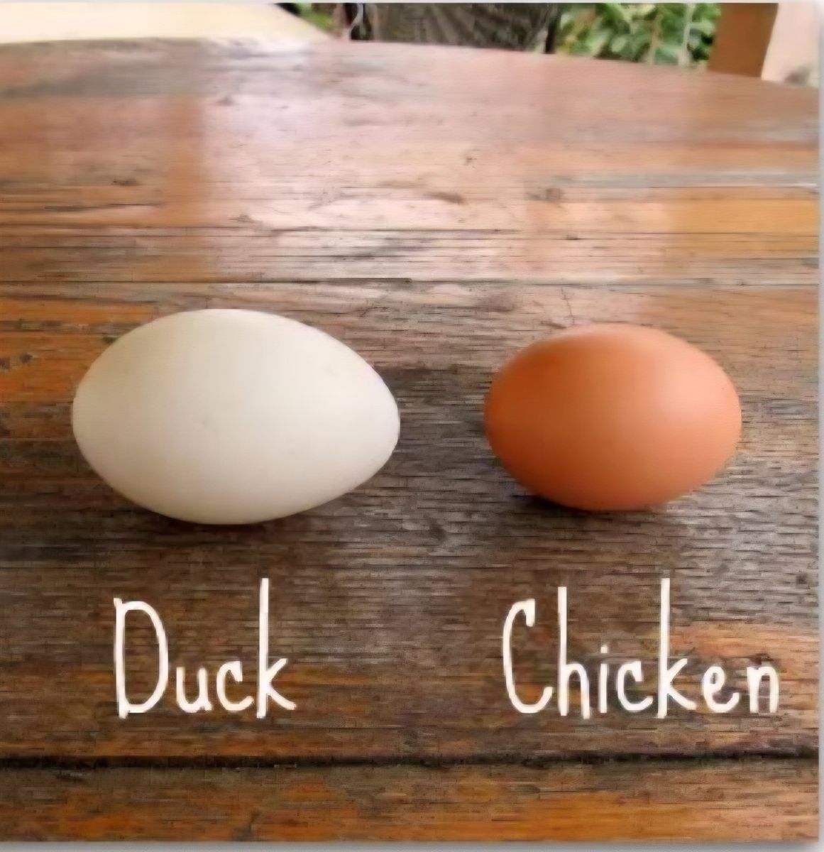 Farm Fresh Free-Range DUCK And CHICKEN Eggs