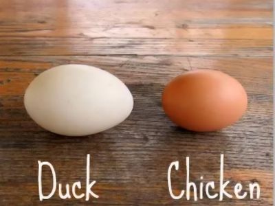 Farm Fresh Free-Range DUCK $8 And CHICKEN $4 Eggs dozen