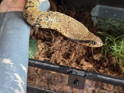 2025 False Water Cobra Pair