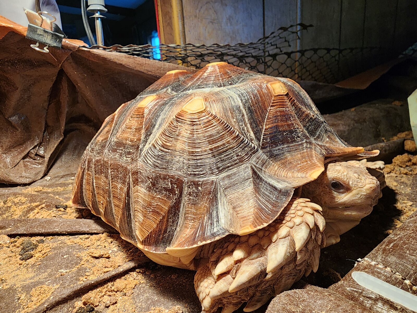 Reptar sulcata tortoise