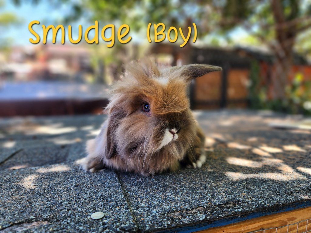 Bunnies For Sale Near Hurricane Ut.