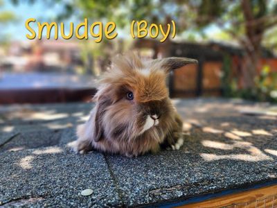 Bunnies For Sale Near Hurricane Ut.