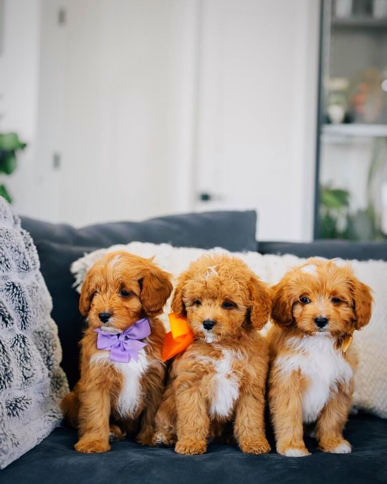 OFA/AKC Intense Red Toy Poodle Stud-Hidden Phantom