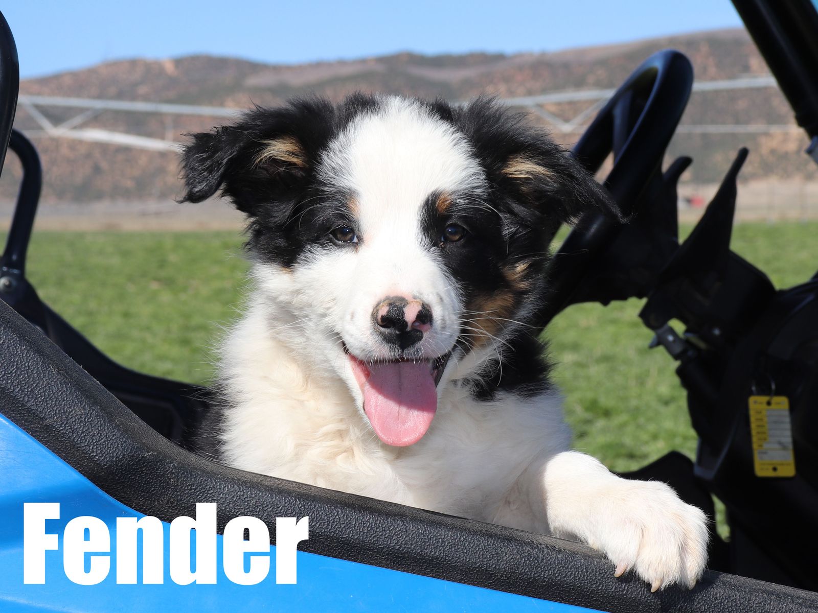 Ready Now - Australian Shepherd/Border Collie Mix Puppies (Only 3 Left!)