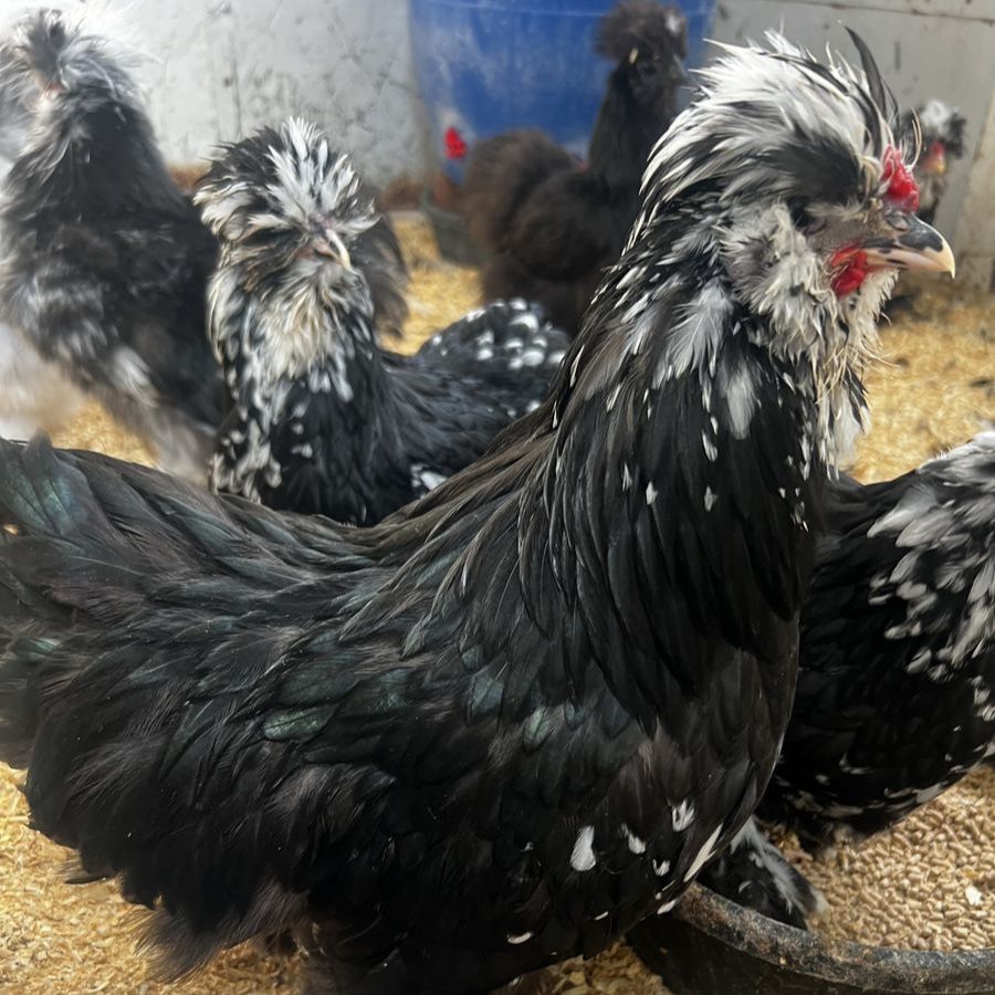 Mottled Satin Silkie Rooster