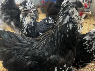 Mottled Satin Silkie Rooster