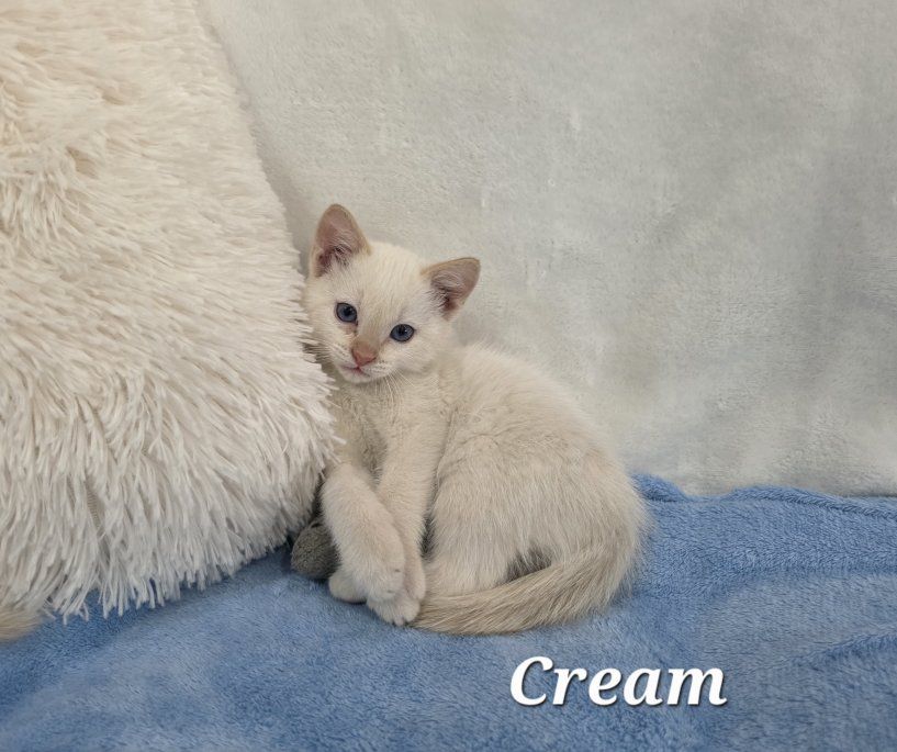 Last One! READY NOW! Free SLC Delivery Available! Rare Female Flame Point Twin Sister Kittens