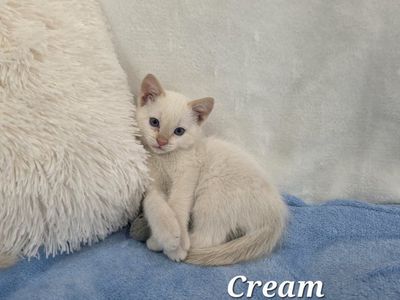 Last One! READY NOW! Free SLC Delivery Available! Rare Female Flame Point Twin Sister Kittens