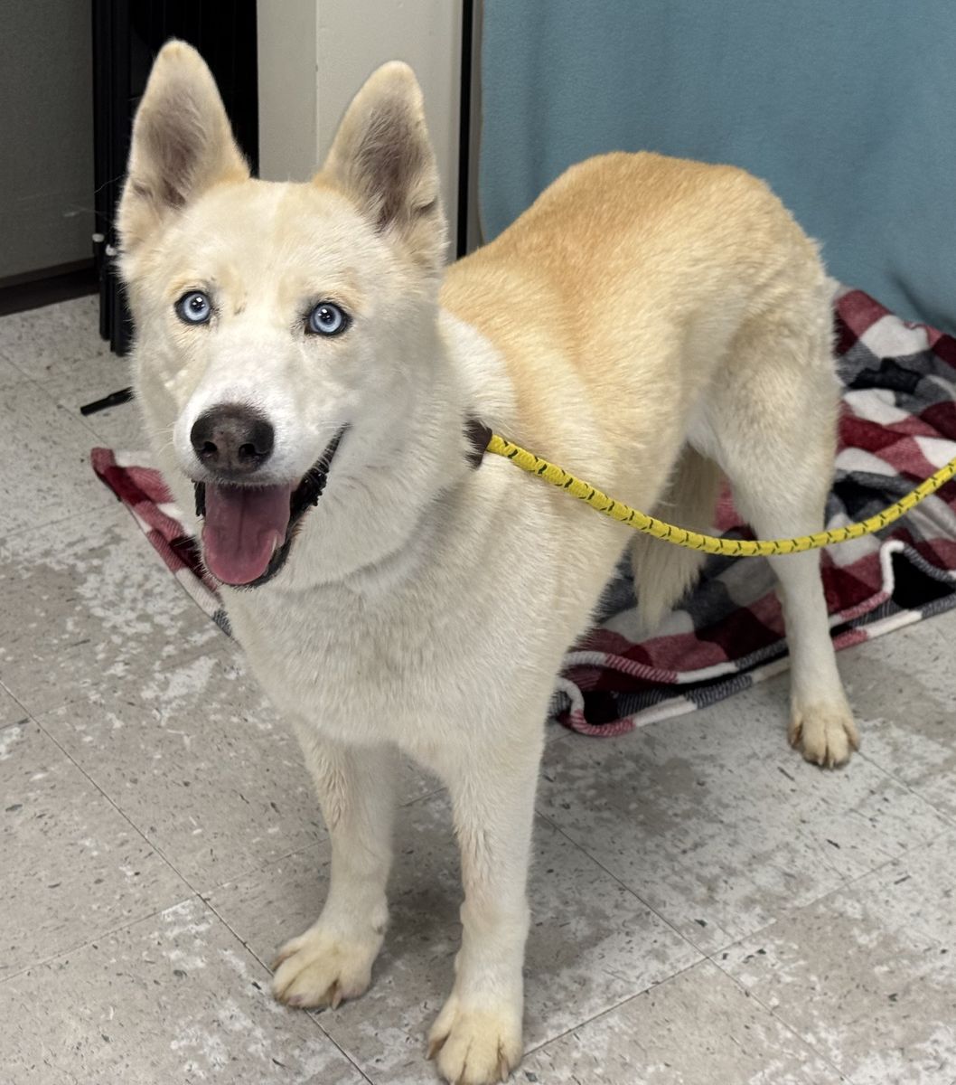 Available for Adoption. A124905 Niko!