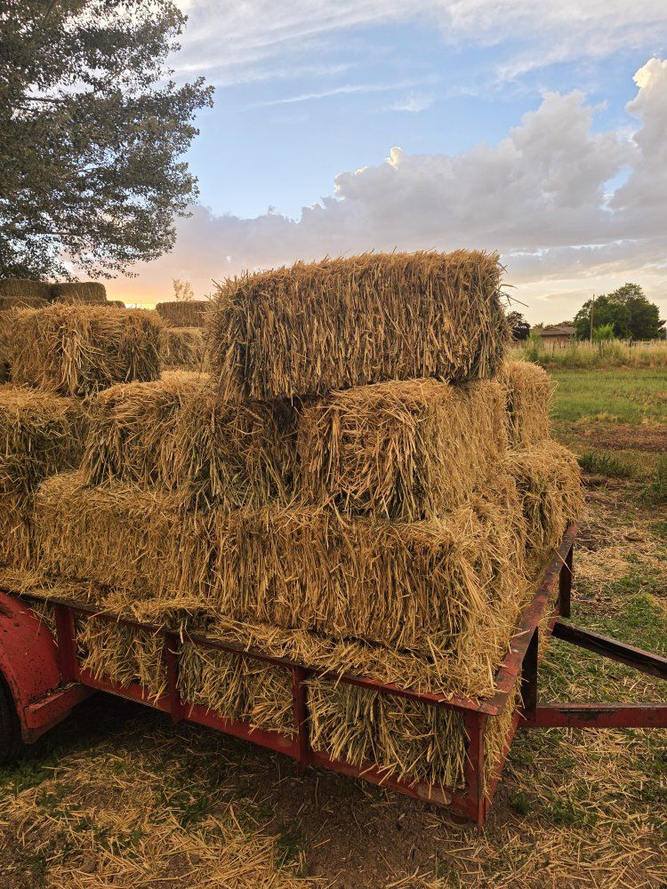 Freshly Baled Wheat Hay for Sale - Local Pickup