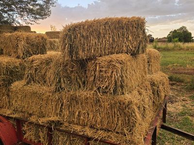 Freshly Baled Wheat Hay for Sale - Local Pickup