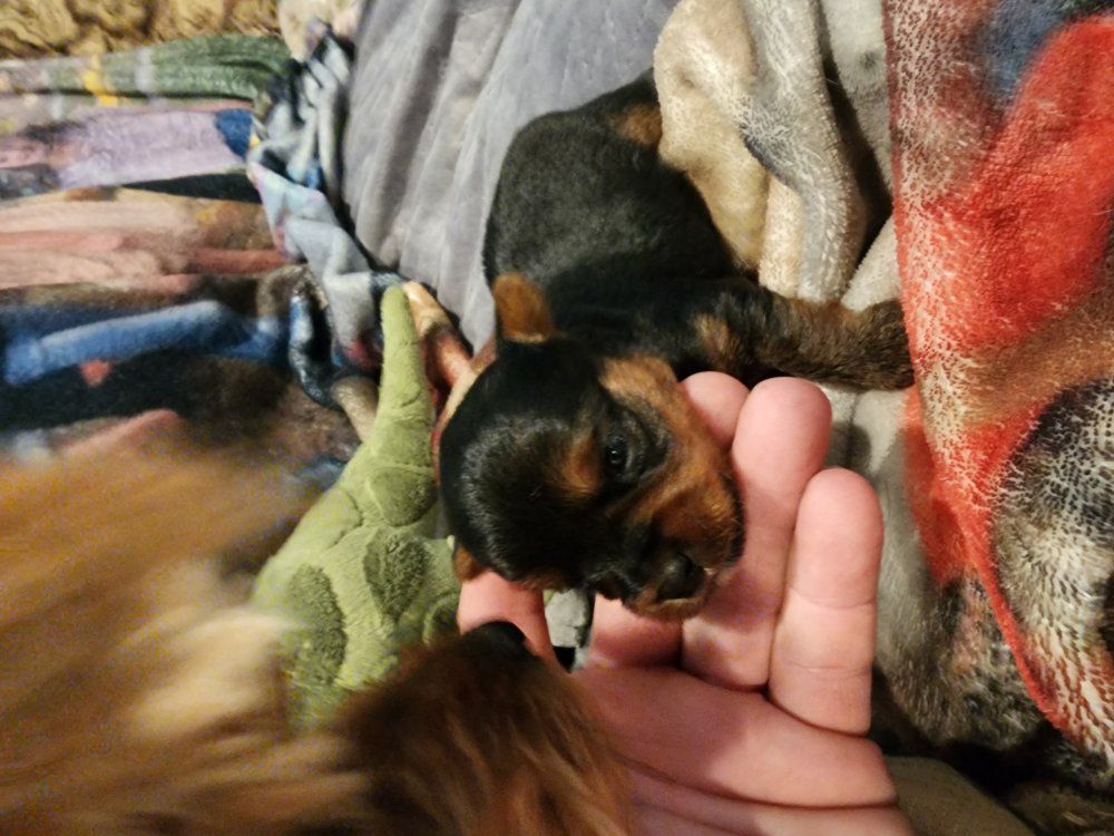 Yorkie puppies