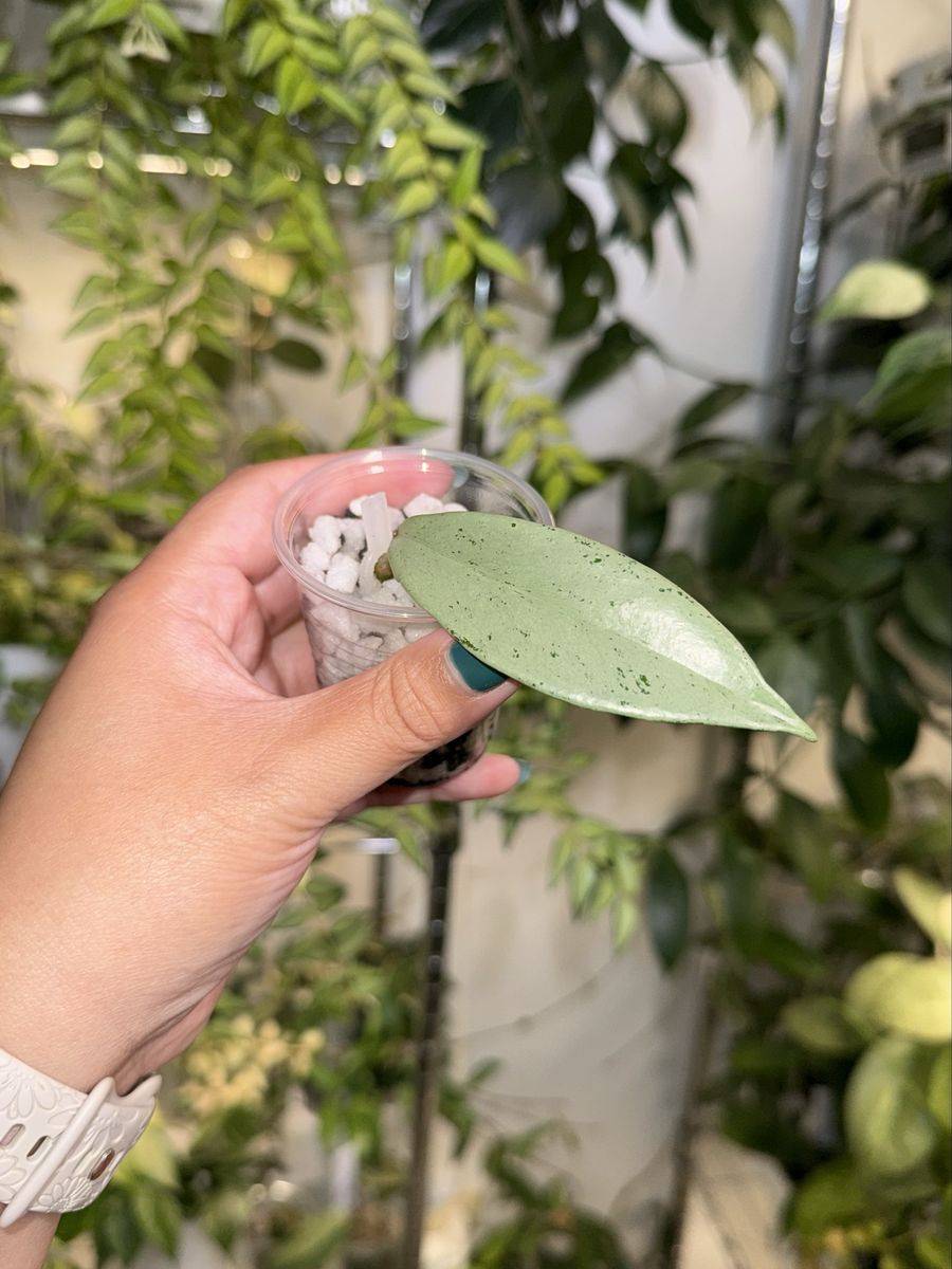 Hoya pubicalyx ‘Pink Silver Ghost’ - Plant