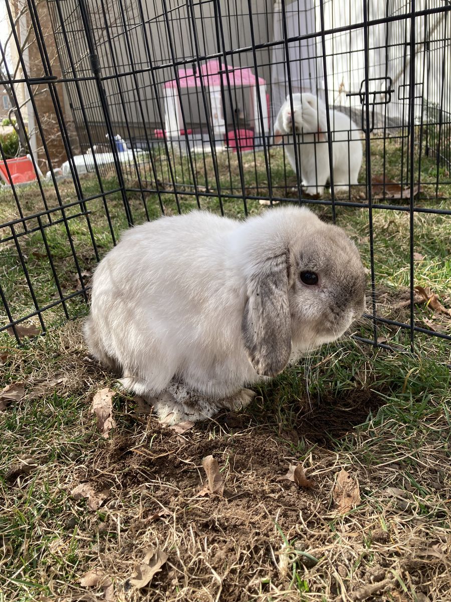 Cute male holland lop bunny