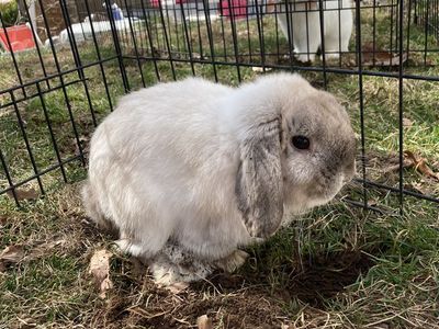 Cute male holland lop bunny