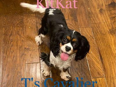 Spayed AKC Cavalier King Charles Spaniel