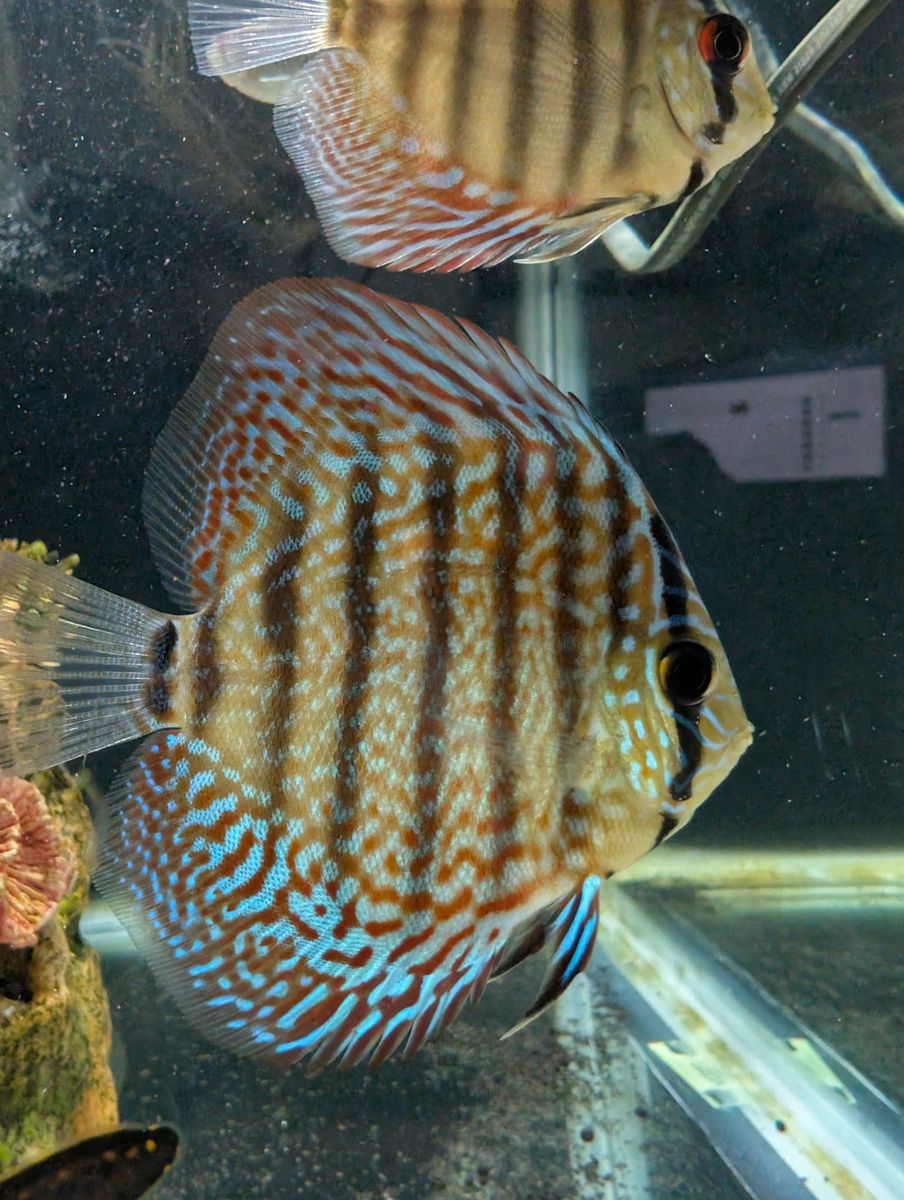 Juvenile Discus Fish for Sale – 2 to 3 Inches