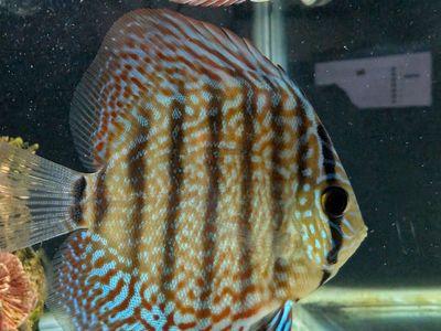 Juvenile Discus Fish for Sale – 2 to 3 Inches