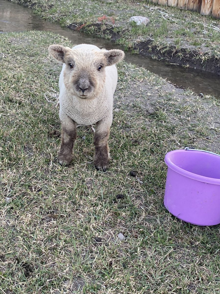 Old English Babydoll Registered Wether Lamb!  Adorable, Cute and Friendly.