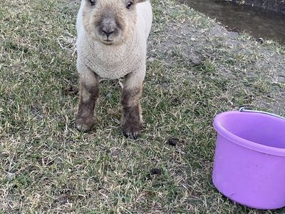 Old English Babydoll Registered Wether Lamb! Adorable, Cute and Friendly.