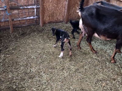 Purebred La Mancha doelings