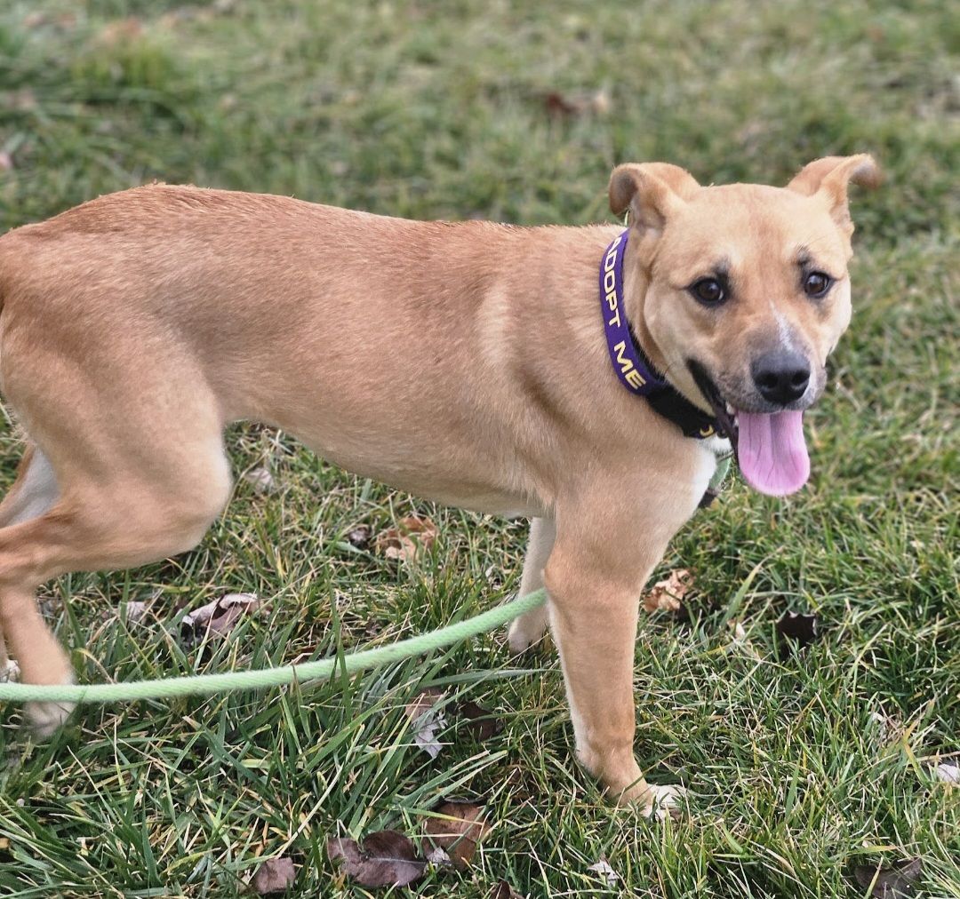 Kahlua, 9 months old Shepherd,  bully breed mix looking for a home.