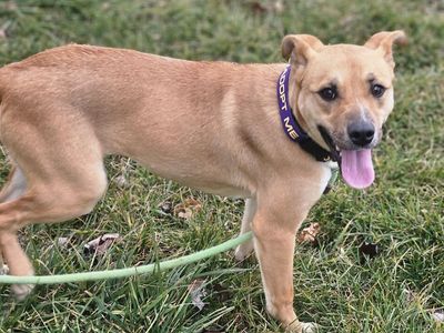 Kahlua, 9 months old Shepherd, bully breed mix looking for a home.