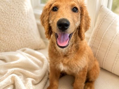 F1B Medium Goldendoodle – Low Maintenance "Retriever Style" Coat!