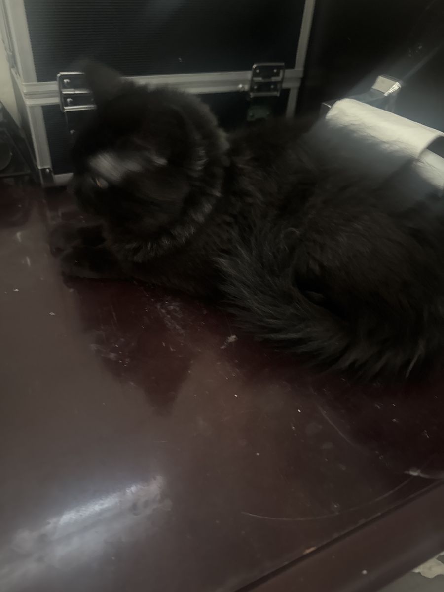 Black cat female sweet heart