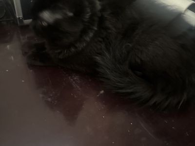 Black cat female sweet heart