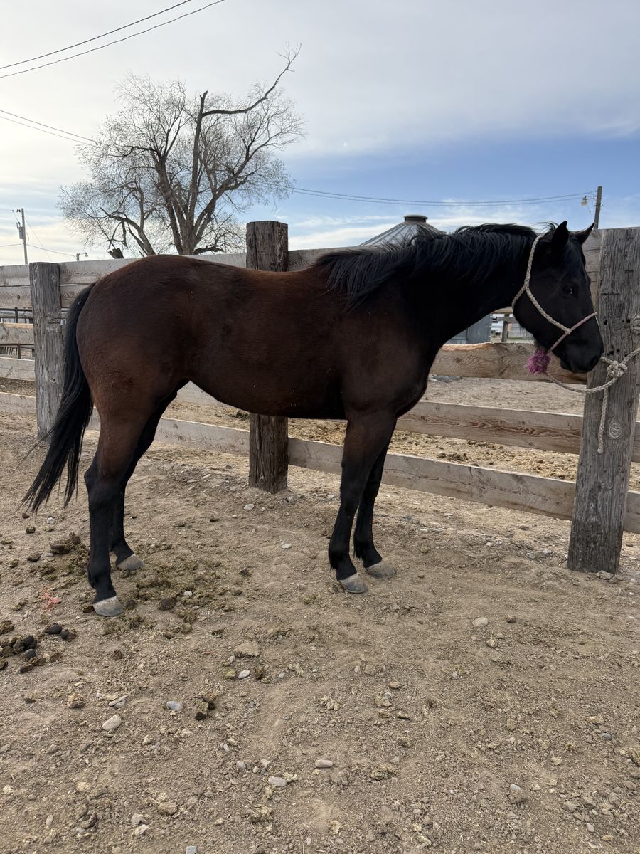 4 Year Old AQHA Mare