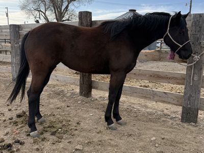 4 Year Old AQHA Mare