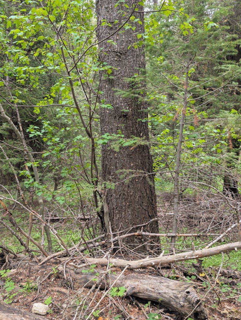Timber on the stump, Lumber
