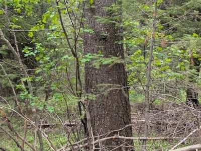 Timber on the stump, Lumber