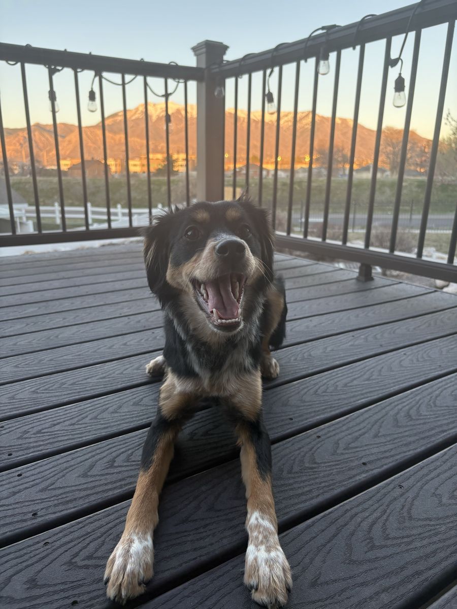 Australian Shepherd / Border Collie Mix Dog Rehoming