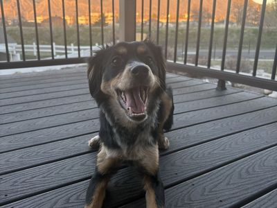 Australian Shepherd / Border Collie Mix Dog Rehoming