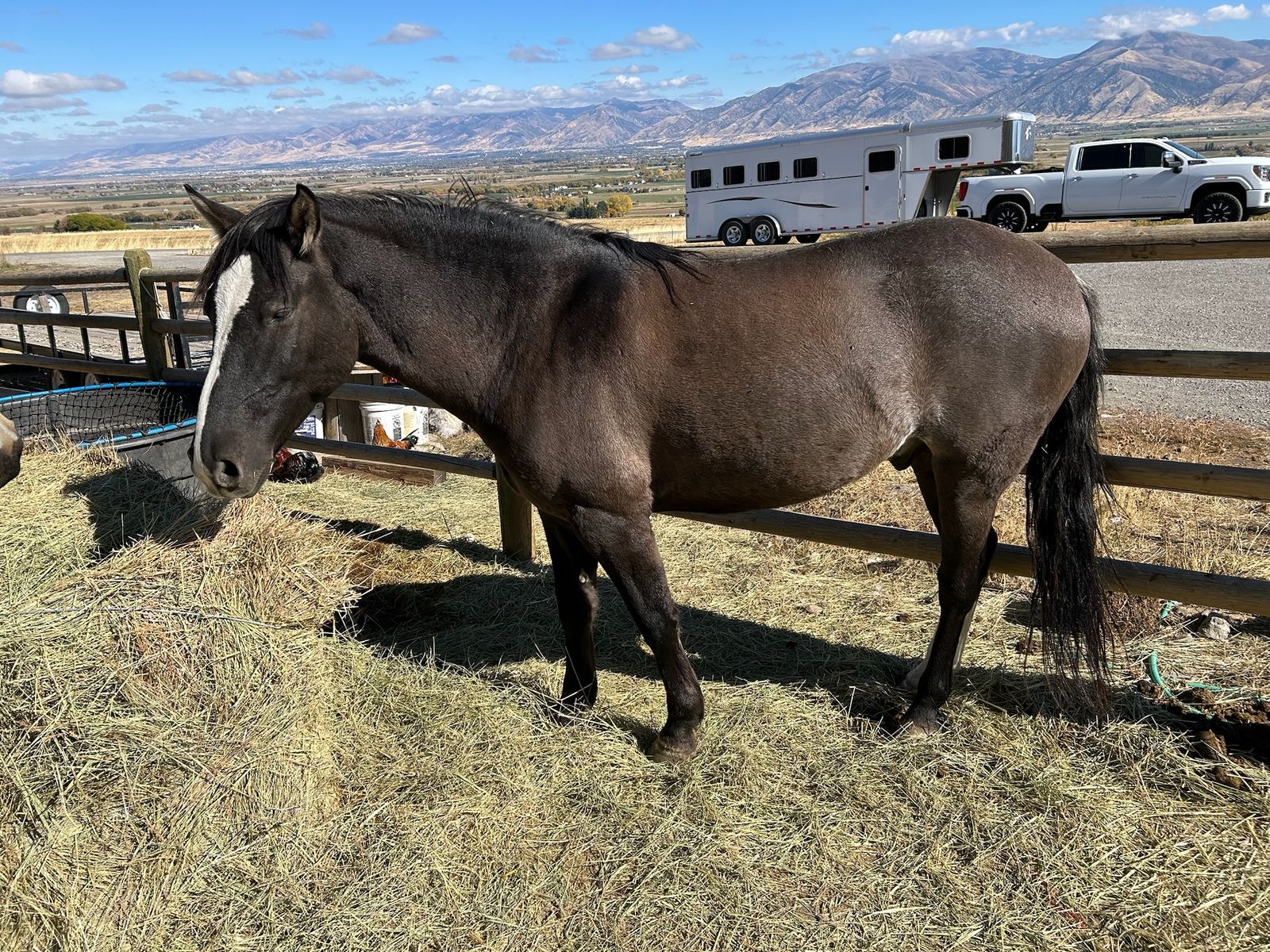 2019 grade gelding