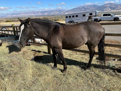 2019 grade gelding