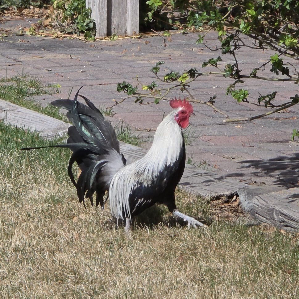 Ducking Phoenix Bantam Chicken