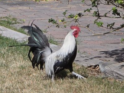 Ducking Phoenix Bantam Chicken
