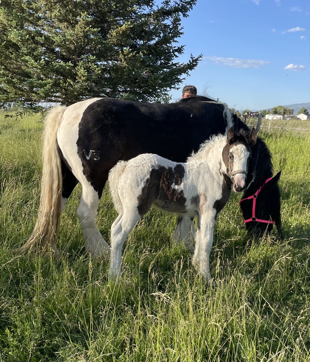 Gypsy Vanner yearling filly - Black Tobiano