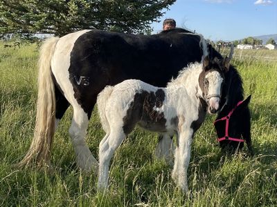 Gypsy Vanner yearling filly - Black Tobiano