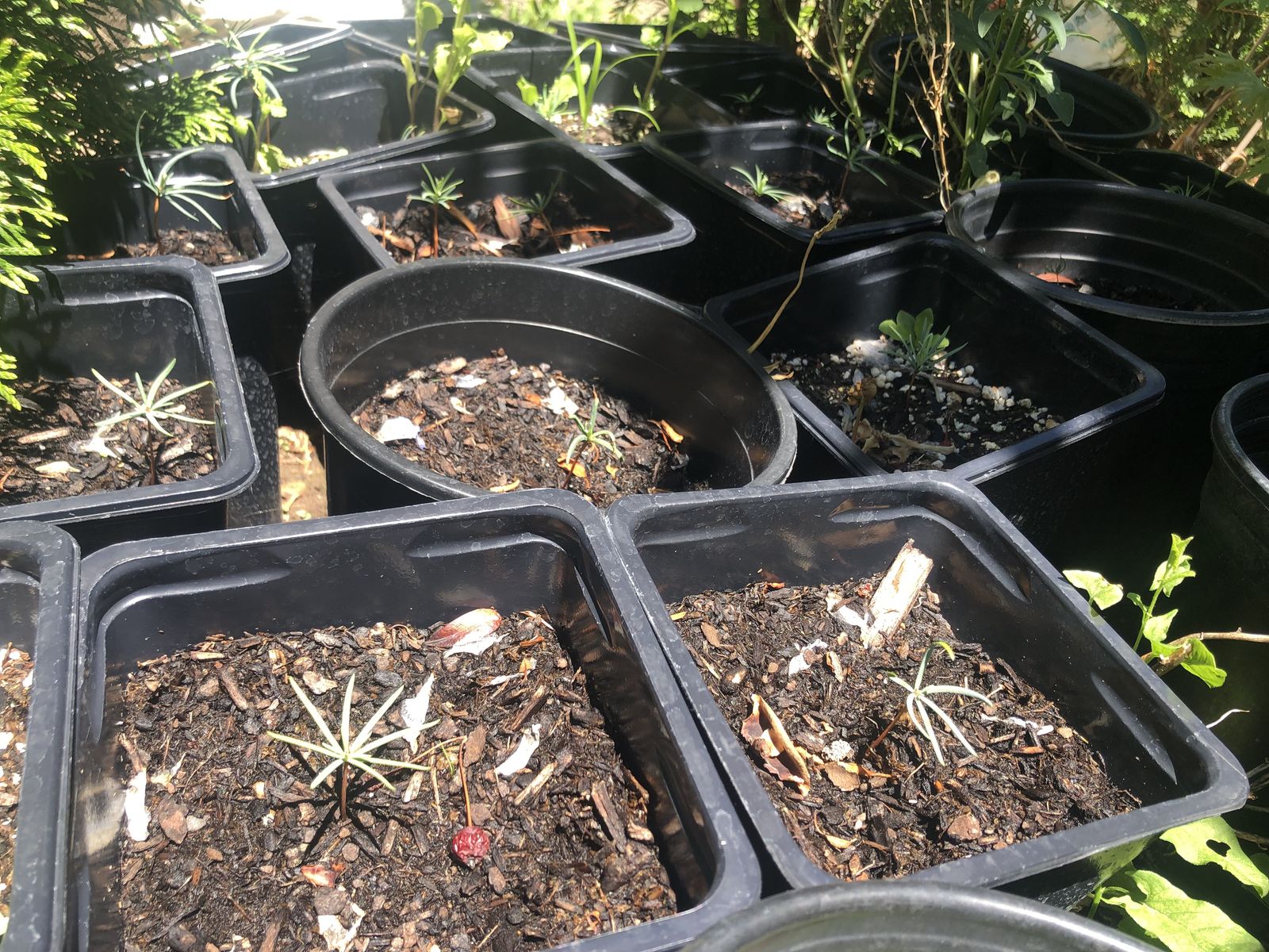 White fir seedlings