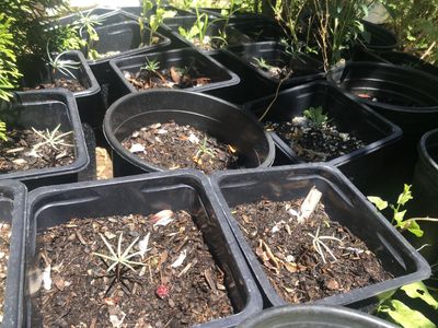 White fir seedlings