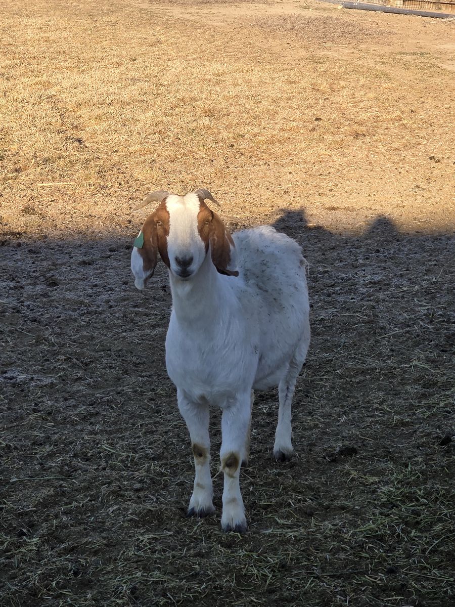 Weather Bred nannies