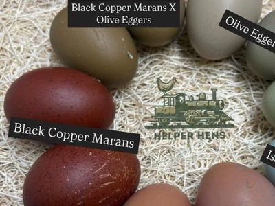 French black Copper Maran Rooster