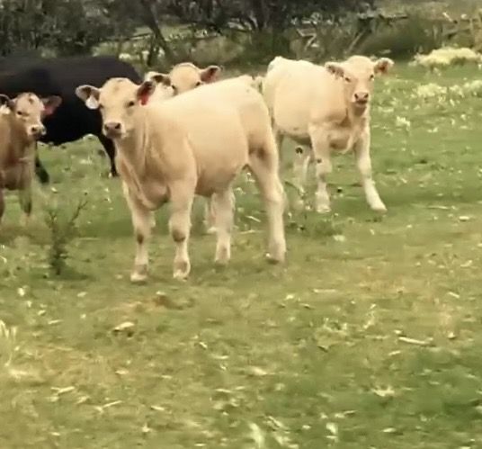 Cow/Calf Pairs