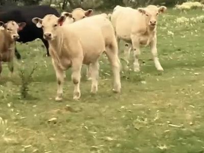Cow/Calf Pairs