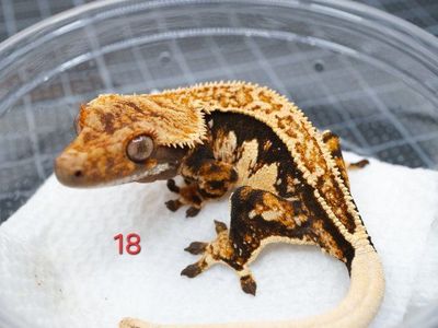 Crested Geckos - Various Morphs