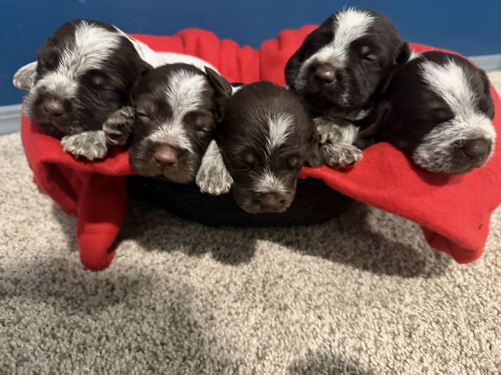 AKC Wirehaired Pointing Griffon